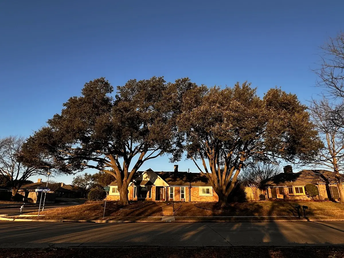 Established residential canopy tree shading a home in Elk Grove