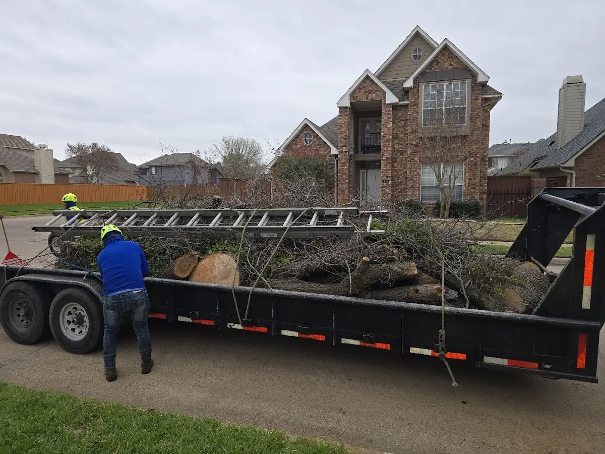 Expert Tree Removal with proper safety equipment in Elk Grove